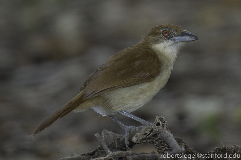 antshrike